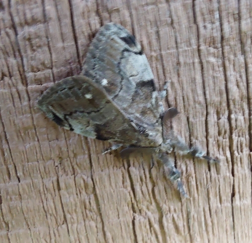 White-marked Tussock Moth