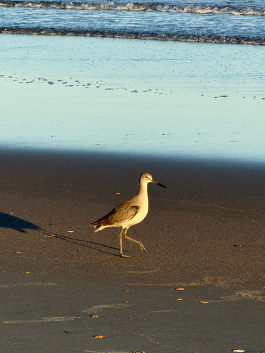 Willet
