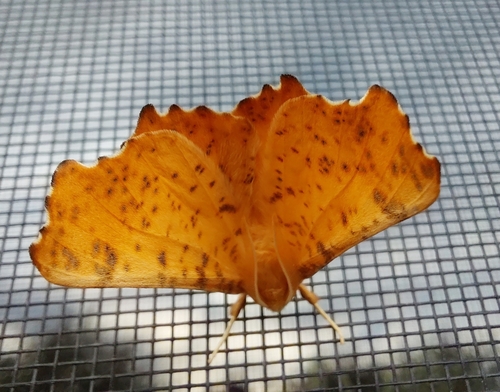 Maple Spanworm Moth