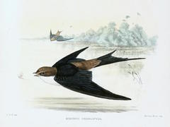 Grey-Rumped Swallow photo 3