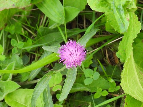 black knapweed