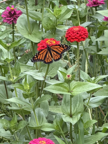 Monarch