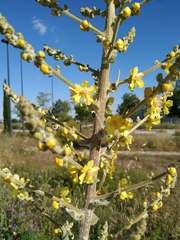 Verbascum thapsus