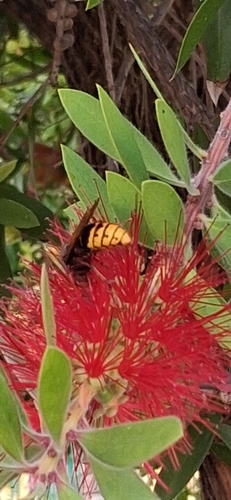 European Hornet