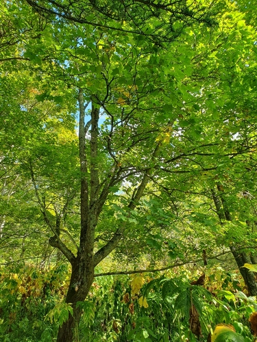 Acer pictum observed 2026-09-17