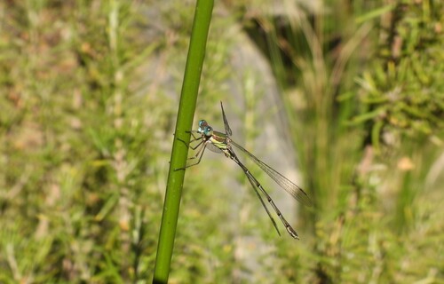 Western Willow Spreadwing