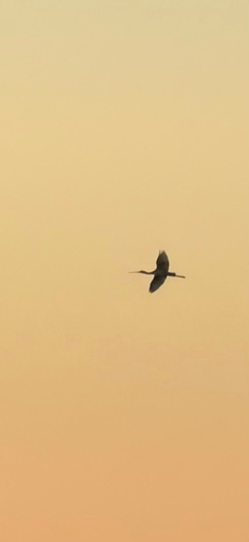 Eurasian Spoonbill