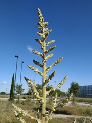 Verbascum thapsus