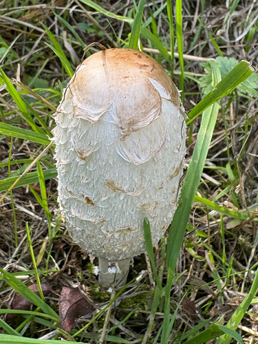 Shaggy Mane