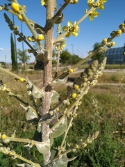 Verbascum thapsus