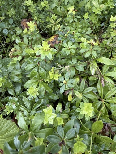 Sweet Woodruff