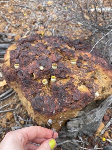 Panaetia lessonii