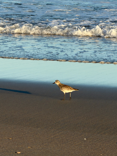 Black-bellied Plover