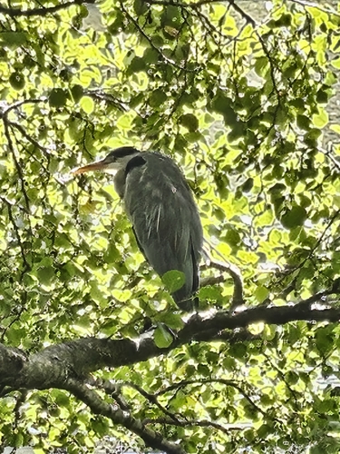 Grey Heron