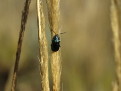 Alticina
