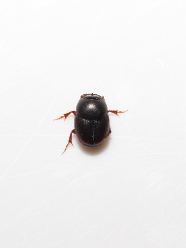 Caccobius unicornis