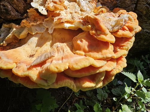 chicken of the woods