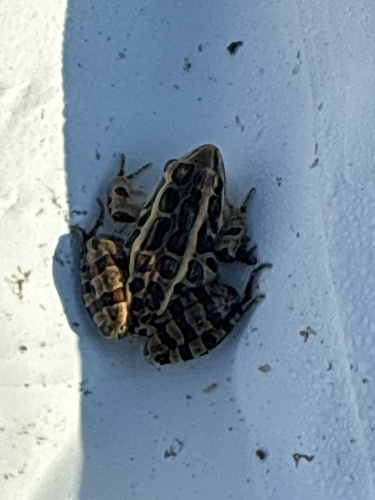 Pickerel Frog