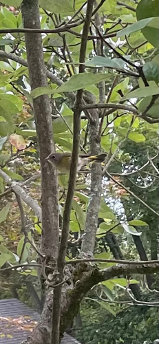 American Redstart