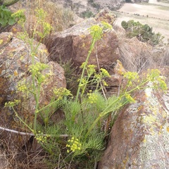 Arracacia tolucensis