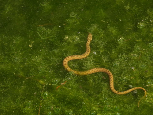Viperine Snake