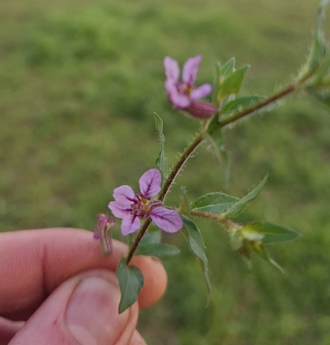 sticky waxweed