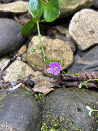 Claytonia sibirica, photograph 6