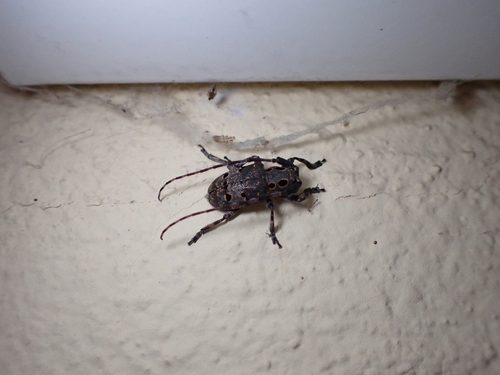 Mesosa curculionoides