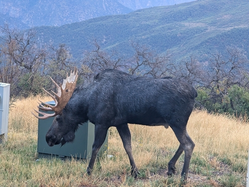 Shiras Moose