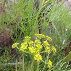 Arracacia tolucensis