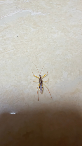 Serendiba staliana