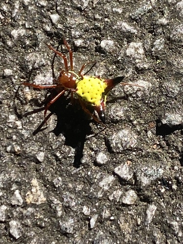 Arrow-shaped Orbweaver