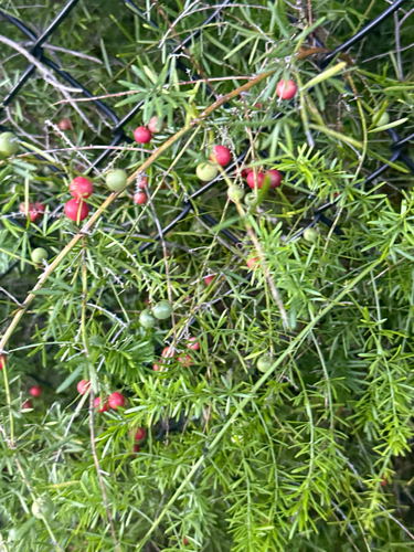 African Asparagus
