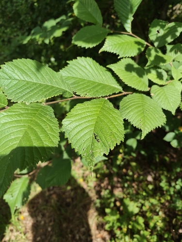 Wych Elm