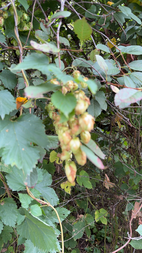 common hops