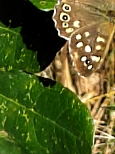 Speckled Wood