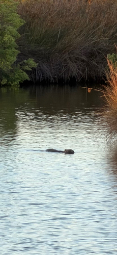 Coypu