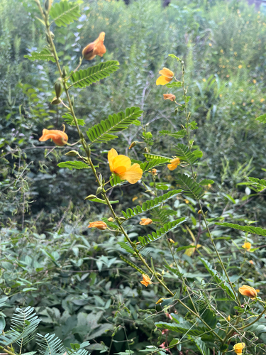 partridge pea