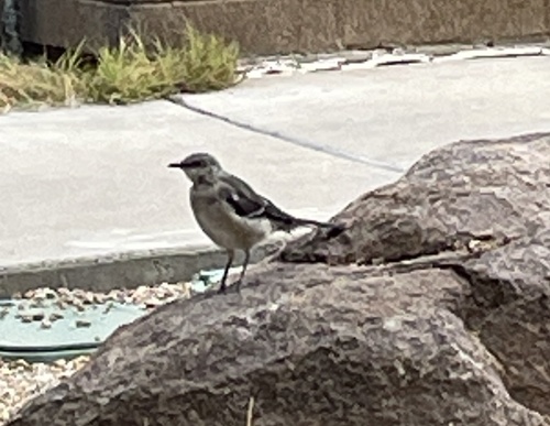 Northern Mockingbird