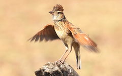 Rufous-Naped Lark photo 2