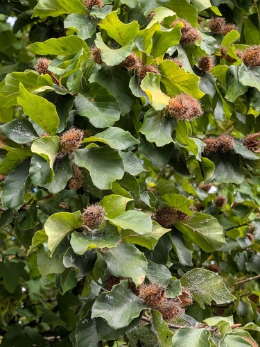 European beech