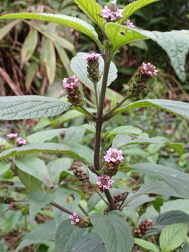 Lantana trifolia observed 2026-09-17