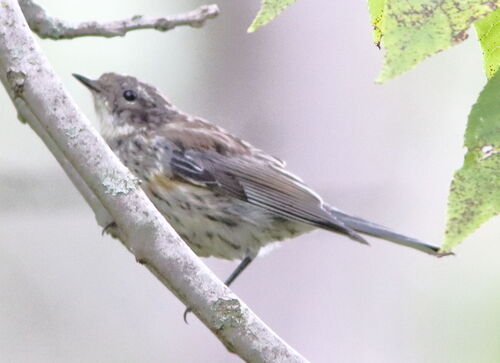 Yellow-rumped Warbler