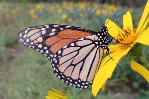 Monarch