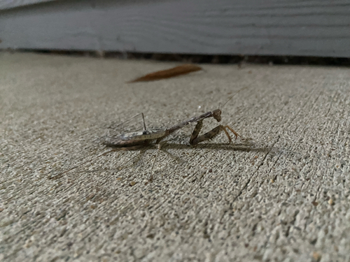 Carolina Mantis