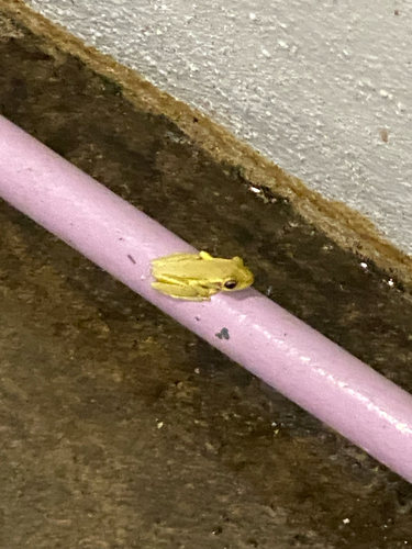 Cuban Tree Frog