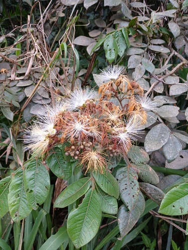 Inga edulis observed 2026-09-17