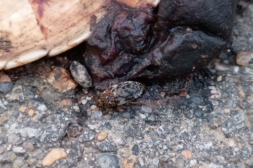 Dermestes caninus