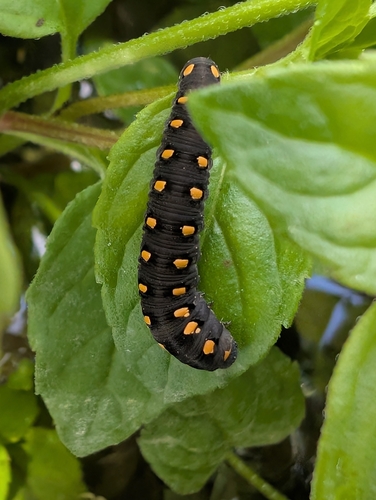 Marjoram Wasp-sawfly