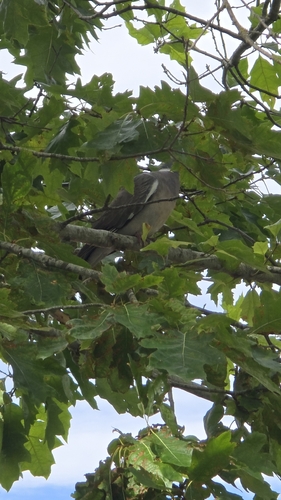 Common Wood-Pigeon